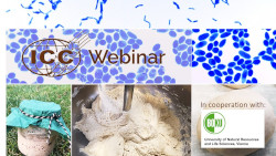 ICC WEBINAR: Sourdough: A tool to improve flavour, sustainability, and digestibility